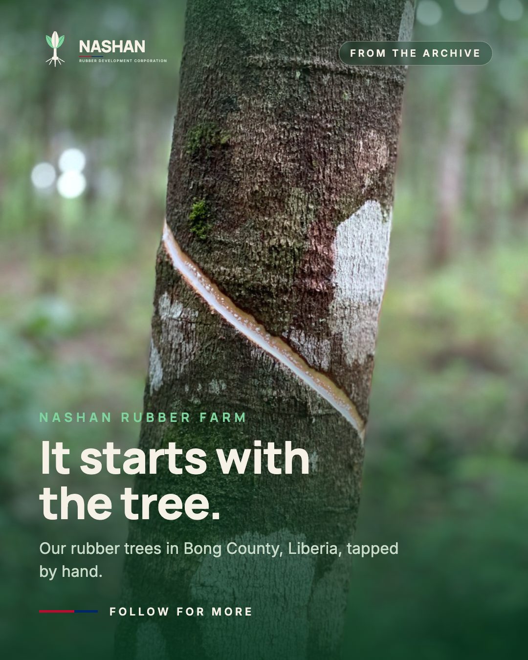 A rubber tree tapped by hand on the Nashan farm