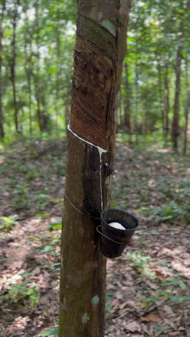 Latex collecting in a cup on a tapped rubber tree