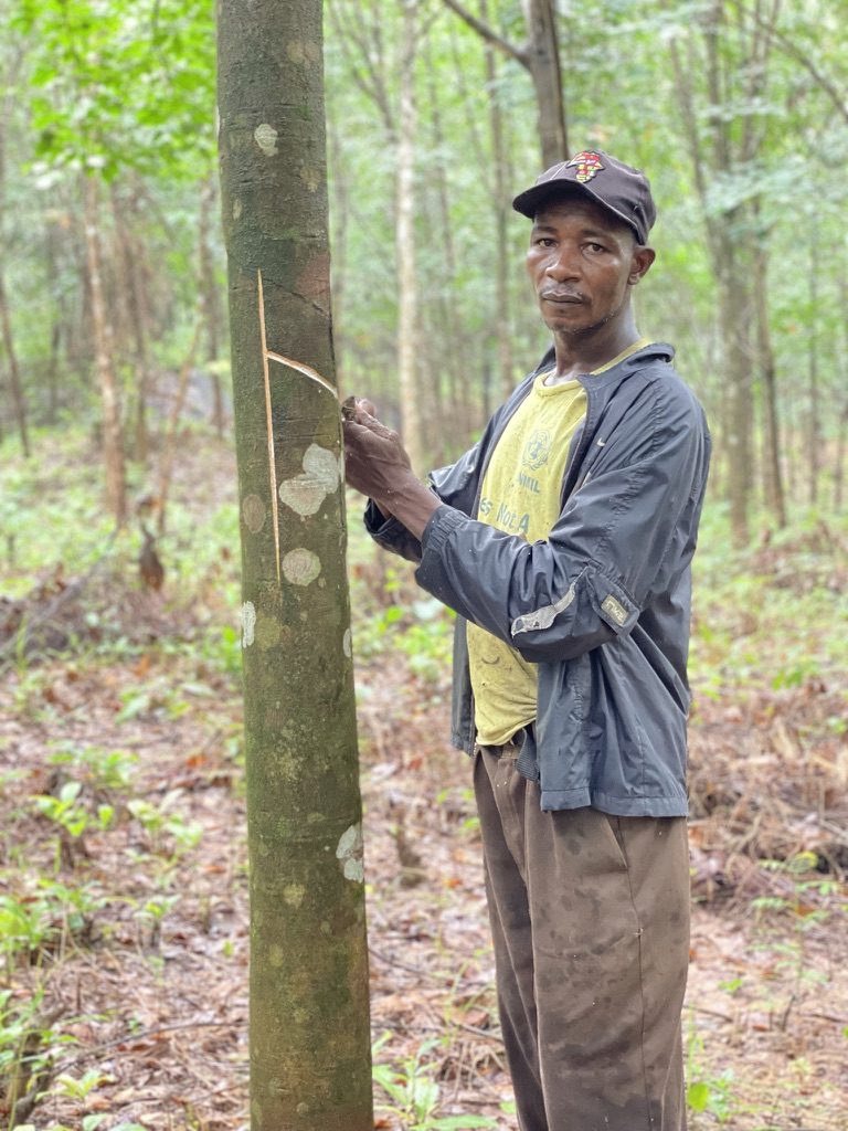 A tapper at work on the Nashan rubber farm