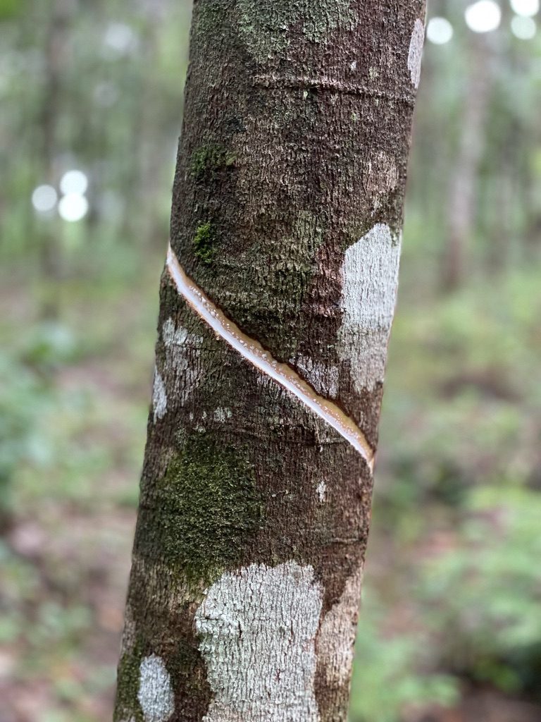 A clean tapping panel on a rubber tree