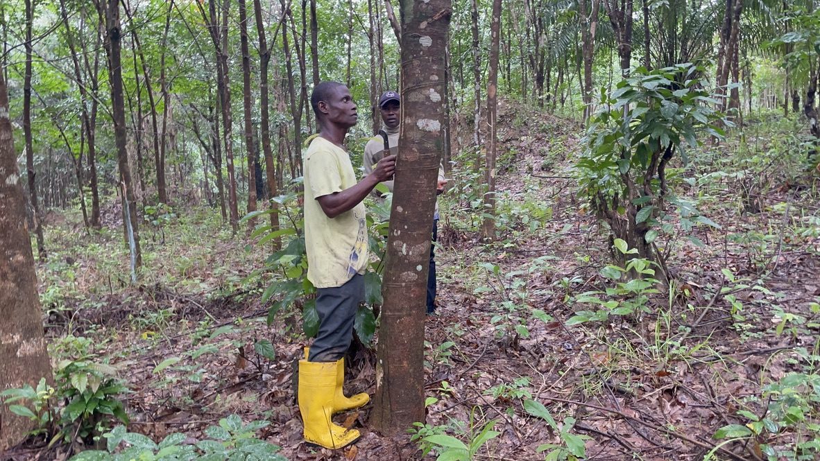 Working the rubber grove in Bong County
